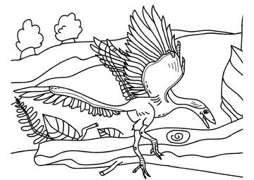 Ausmalbild Archaeopteryx