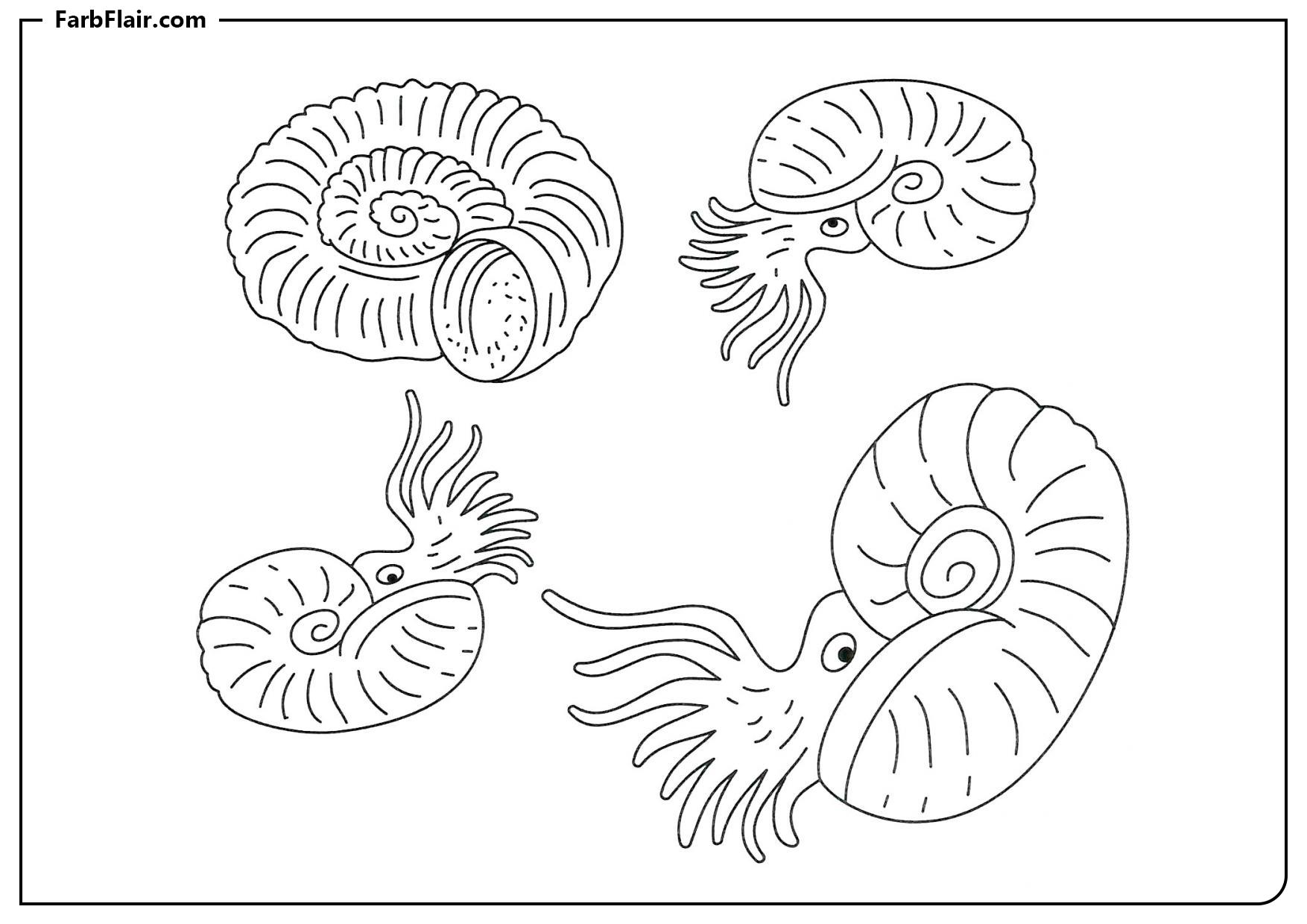 Ausmalbild Ammoniten Malvorlagen Kostenloses