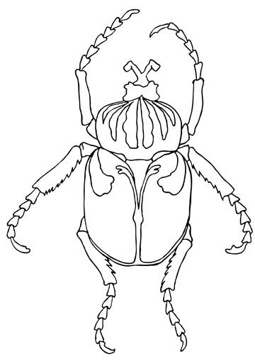 Ausmalbild Goliathkäfer